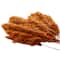 Dried Plant Pampas Natural Foliage with Long Stems